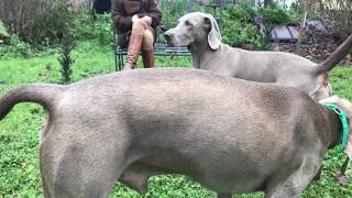 Die Zeugung  Hundehochzeit Verpaarung bei Hunden [upl. by Yelnet467]