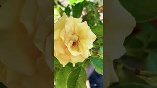 Eine wunderschöne gelbe Rose nature flowers rose calm plants garden blumen [upl. by Sedruol]