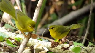 Casal de CANÁRIODOMATO capturando insetos no chão da floresta [upl. by Auroora764]