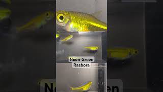 Neon Green Rasbora  Microdevario kubotai fishroom nanofish aquascape fishtank aquarium green [upl. by Severin]