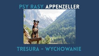 Appenzeller tresura  trzeba na niego uważać  wychowanie i szkolenie psa appenzellera [upl. by Eilime]