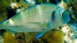 Sparus aurata Gilthead seabream Diplodus sargus White seabream Sarpa salpa Salema HD [upl. by Odrahcir896]