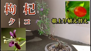 【枸杞 盆栽】クコ 根上り 秋の植え替え Bonsai Lycium Replanting a tree whose roots have grown upwards [upl. by Bajaj441]