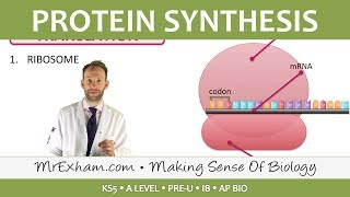 Protein Synthesis  Post 16 Biology A Level PreU IB AP Bio [upl. by Yendirb]