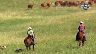 Cowboys of Nebraska  Cattle Drive at Bowring Ranch from Above HD [upl. by Lacefield]