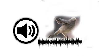 Yellow Billed Babbler  Sound Effect  Yeskay Studio  Billed Babbler Bird Sound Effect [upl. by Erodavlas282]