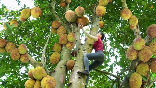 Harvesting Jackfruit Trees With Lots Of Fruit Goes To Market Sell  Cooking  Free Bushcraft [upl. by Gnut]