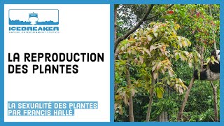 07 Comment les plantes se reproduisentelles [upl. by Eiggep]