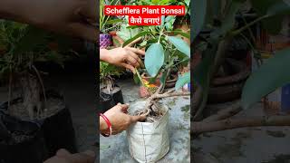 ScheffleraUmbrella Plant की बोंसाइ कैसे बना सकते हैंshort [upl. by Ettari927]