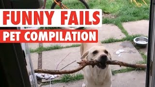 Funny Dogs And Cats  Silly Pet Fails Compilation [upl. by Narok]