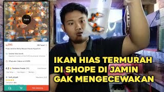 BELI IKAN HIAS PLATY MICKY MOUSE MURAH [upl. by Fredericka975]