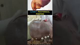 Liver II Anatomical position II Anatomy II full video link in description anatomy liver medical [upl. by Aiekan]