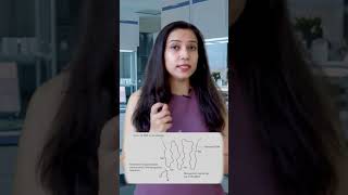 Restriction Enzymes [upl. by Ralip]