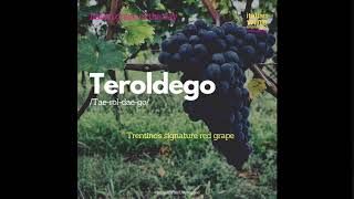 Teroldego [upl. by Olegna]