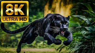 Wildlife of Amazon 4K  Animals That Call The Jungle Home  Amazon Rainforest  Relaxation Film [upl. by Grimbald92]