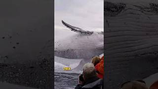 Unbelievable Whale Jumps 🐳😲 [upl. by Mallissa]