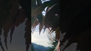 🍇 Vosges FRANCE  Découvrez la Cueillette des Myrtilles du Jardin 🌿☕️ [upl. by Nryhtak456]