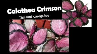 Calathea crimson tips and careguide [upl. by Danelle]