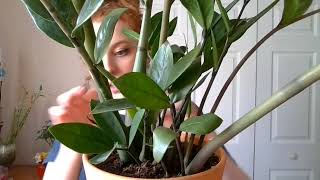 You Are My Plant ASMR watering brushing leaves soft spoken [upl. by Buna]