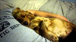 snoring cocker spaniel [upl. by Heaps]