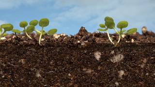 Arabidopsis time lapsed [upl. by Linder337]