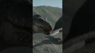 Theropod Edit paleontology reptiles dinosaurs evolution archosaurs animals edit theropod e [upl. by Aznola]