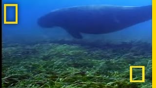 Dugongs vs Tiger Sharks  National Geographic [upl. by Ahseniuq]