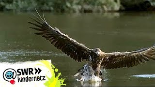 Steinadler bei OLIs Wilde Welt  SWR Kindernetz [upl. by Alikat302]