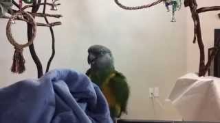 Senegal Parrot Vocalizations [upl. by Johnna]