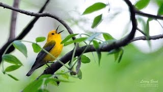 Prothonotary Warbler Portrait [upl. by Gibb]