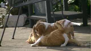 Chat et Chien qui jouent ensemble  Trop mignon [upl. by Eastman]