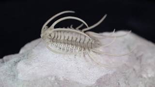 Insane Boedaspis Trilobite From FossilEracom [upl. by Susanna]