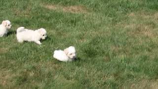 Coton de Tulear Mix Puppies For Sale [upl. by Nosidda73]