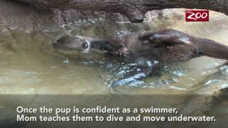 Otter Pups Swim Lesson [upl. by Orelia]