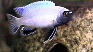 New Fish Pseudotropheus Polit Lions Cove Dwarf Mbuna [upl. by Phira796]