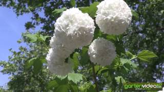 Viburnum opulus  Schneeball als Stämmchen [upl. by Lemkul712]