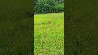 পাম বাগানের ভেতরে প্রচুর মুরগি থাকে পামবাগান malaysia viralvideo viralshorts ytshortsindia [upl. by Asihtal]