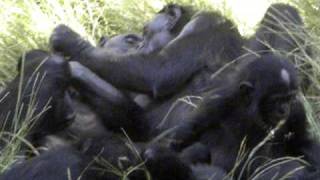 Bonobos enjoying time together [upl. by Howes375]