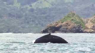 Costa Rica es un viaje Bahía Ballena es Turismo familiar [upl. by Dadirac]