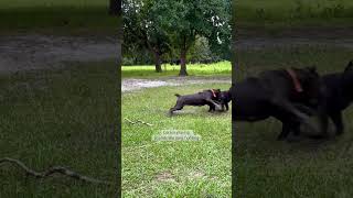 Koba amp Electra play fighting sounds pretty series corso mastiff canecorso scary guarddog fyp [upl. by Nivak]