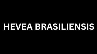 How to Pronounce quotHevea brasiliensisquotin EnglishHow To Say quotHevea brasiliensisquotin English Language [upl. by Powell]