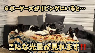 【猟師んちの6ボーダーズ】6頭がリビングにいると、こんな光景が見れます！【犬たちのために二拠点生活】 [upl. by Kathrine185]