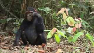 Chimpanzees Greet and Show Respect [upl. by Alta]