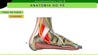 TÚNEL DO TARSO anatomy anatomiapratica anatomia medico traumatologia anatomia medicina [upl. by Lore]