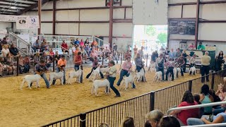 2023 Greene County Fair Market Goat Final Drive [upl. by Barty108]