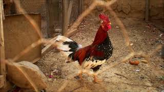 Cockerel Crowing Sound  Animal Sounds [upl. by Borszcz]