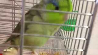 Forpus hablando Chiqui forpus papillero Celestial parrotlet talking [upl. by Revolc374]