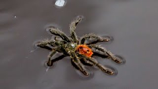 Swimming Tarantula in the AMAZON [upl. by Neenej]