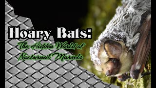 Hoary Bats The Hidden World of Nocturnal Marvels bats animals mammals [upl. by Ahcsas821]