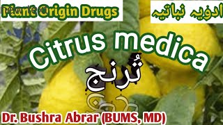 Turanj  تُرنج Citrus medica Plant Origin Drug Introduction Unani [upl. by Clough]